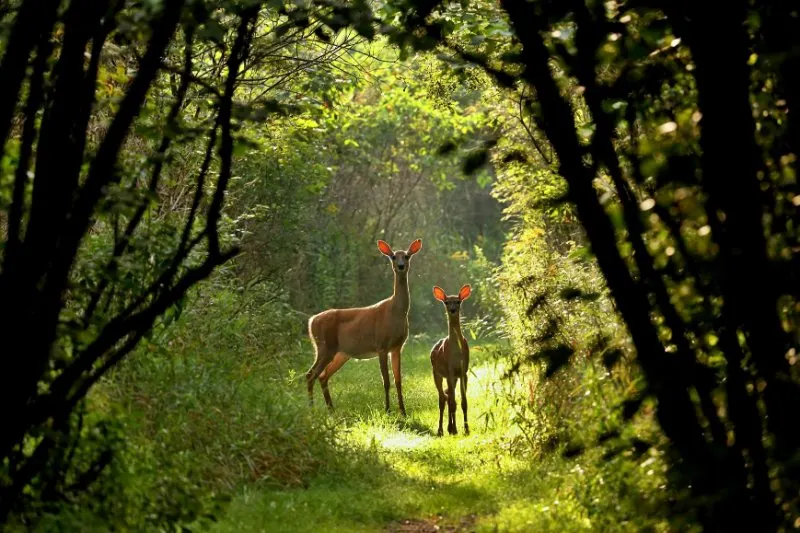 White tailed deer,doe and fawn looking at the camera