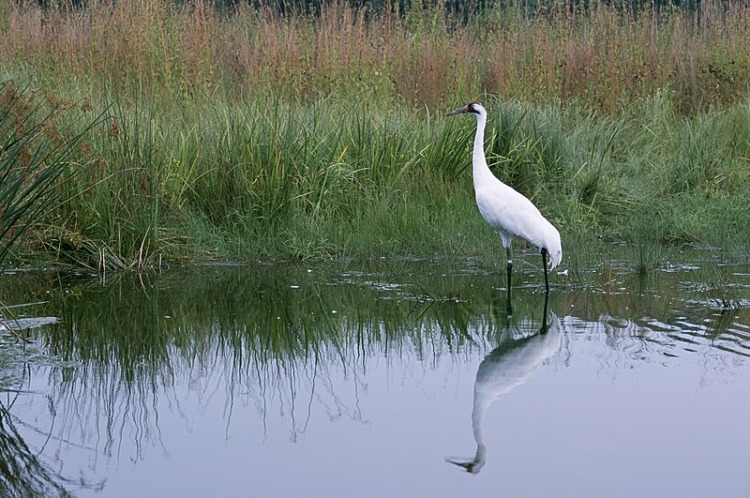 Whooping Crane on its habitat