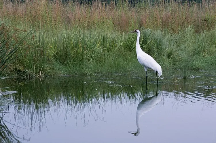 Whooping Crane on its habitat