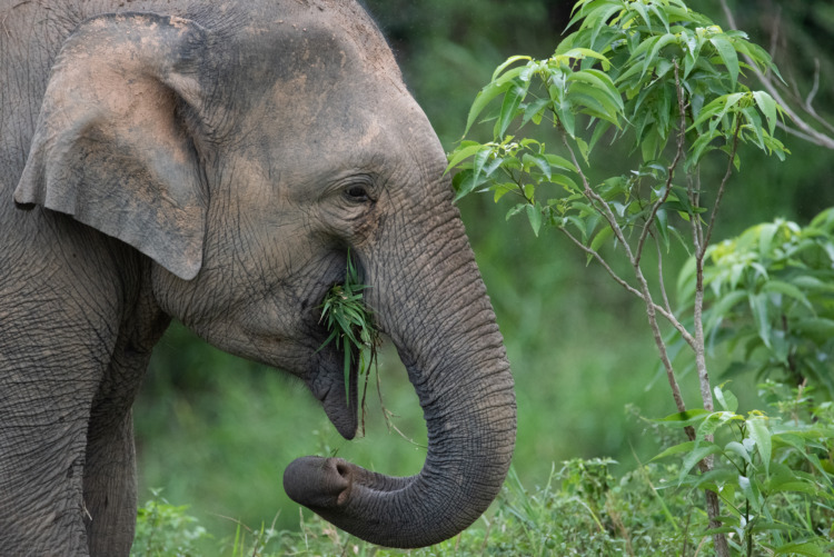 Wild Asian Elephant Foraging and Eating