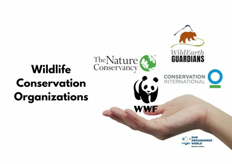 What is the Goal of Wildlife Conservation? 9 Wildlife Conservation Organizations