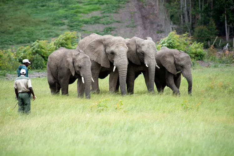 What is the Goal of Wildlife Conservation? 6 Wildlife rangers working with African elephants in South Africa