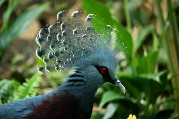 Blue exotic bird