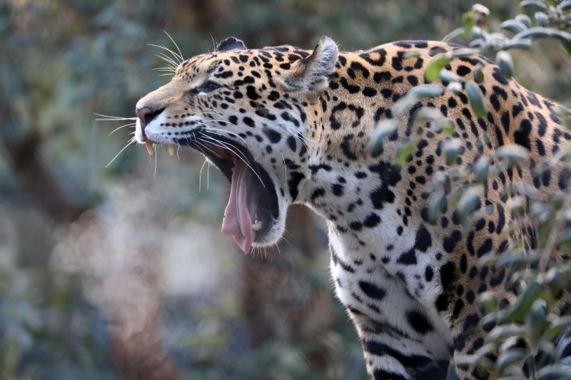 Angry Jaguar Growling