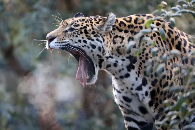 Jaguar Conservation Fund 3 Angry Jaguar Growling