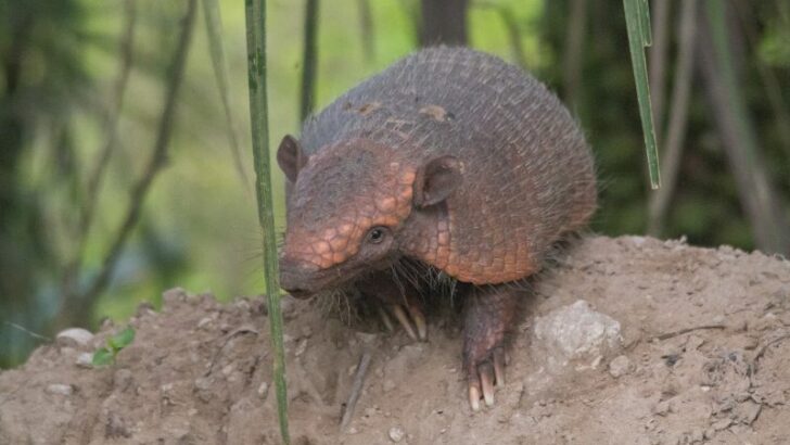 Hairy Long-Nosed Armadillo in South America