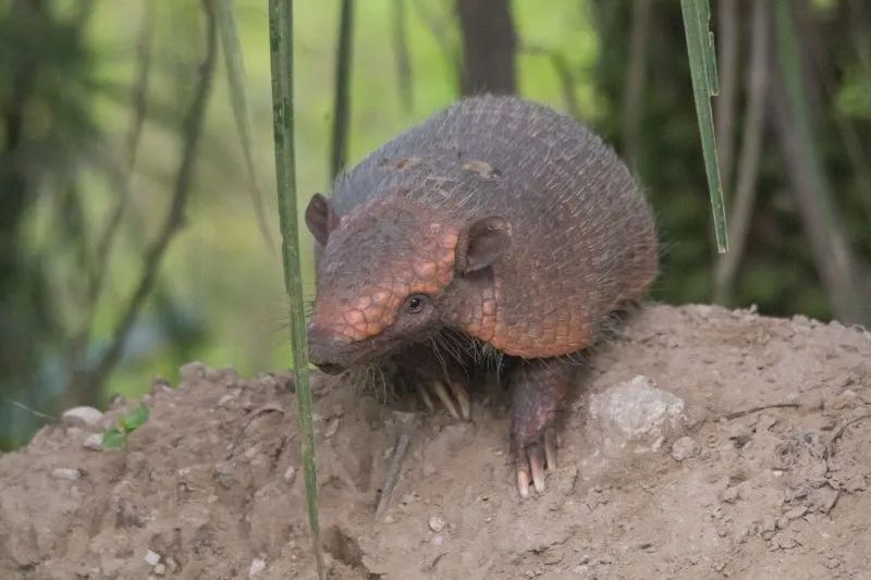Hairy Long-Nosed Armadillo in South America