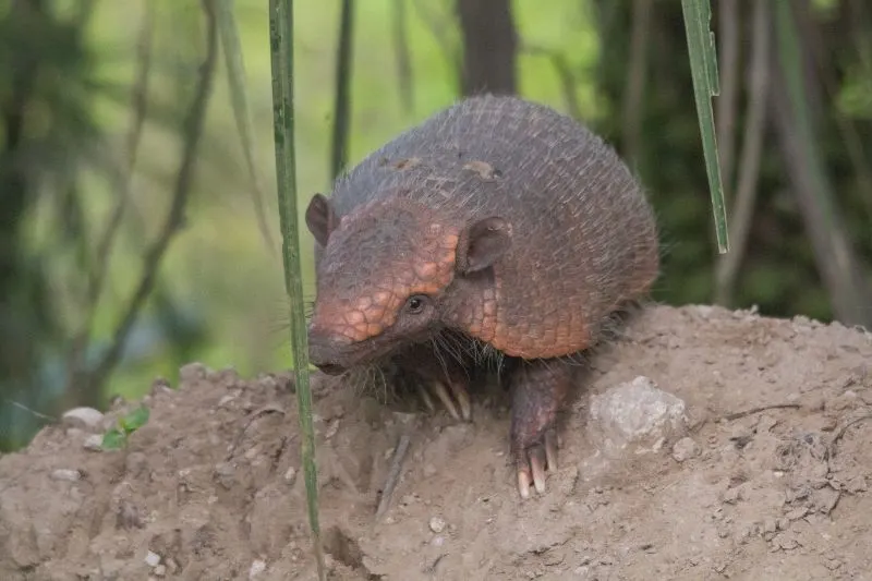 Hairy Long-Nosed Armadillo: Is This Species Endangered? 3 Hairy Long-Nosed Armadillo in South America