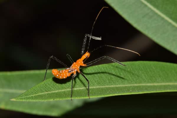 assassin bug nymph on leaf feeding on prey in the wild