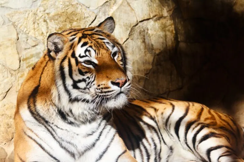 Close Up of a Bengal Tiger