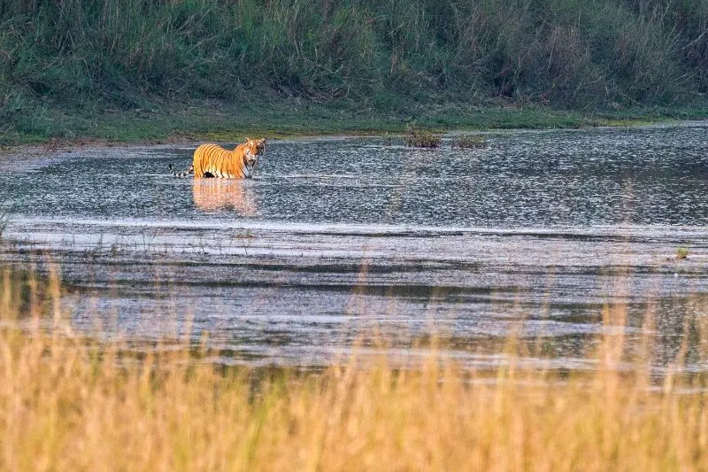 Bengal Tiger: Why Is It Endangered? 4 Bengal Tiger at Royal Bardia National Park