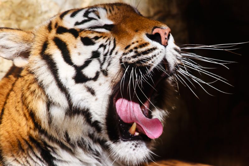 Bengal Tiger Yawning