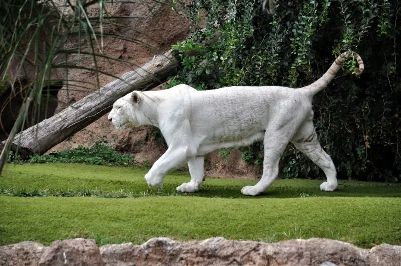 Bengal White Tiger at Zoo