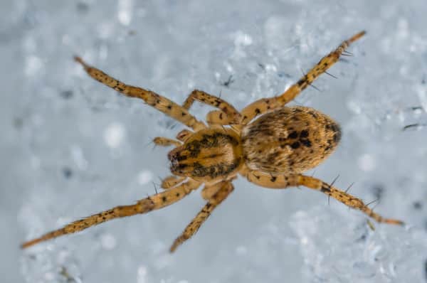 What is a Six Legged Spider? Is this an Insect? What is a Six Legged Spider? Is this an Insect?