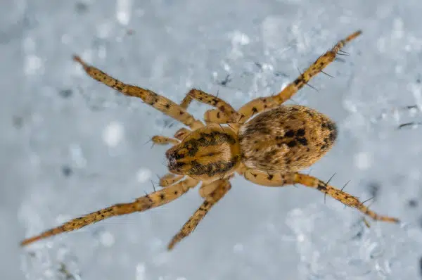 What is a Six Legged Spider? Is this an Insect? 3 black and yellow spider