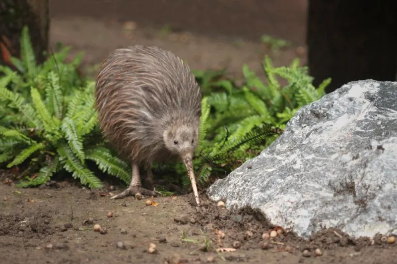 Closeup of brown kiwi