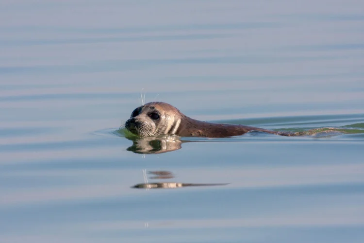 Caspian Seal Swimming in the Caspian Sea