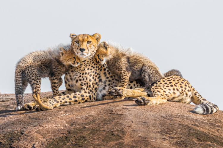 Family of Cheetahs in Africa