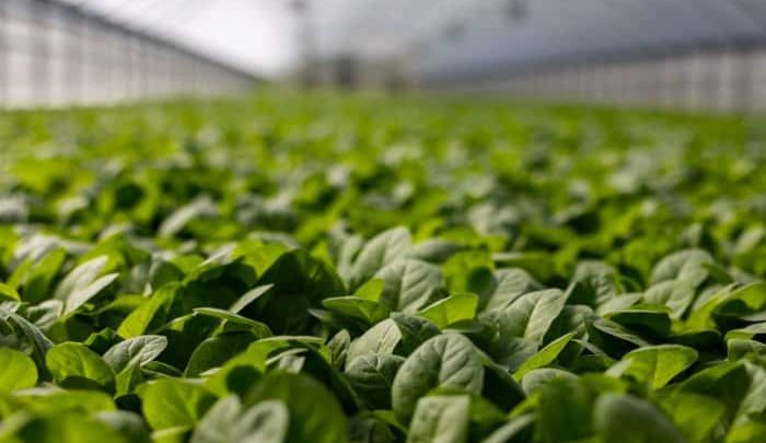 commercial greenhouse construction costs per square foot