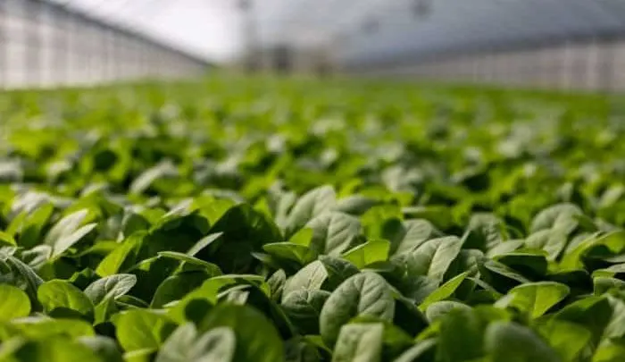 commercial greenhouse construction costs per square foot
