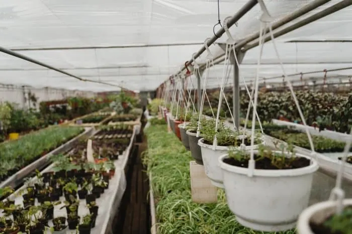 plants placed on the tables , Plant hanging on the rod