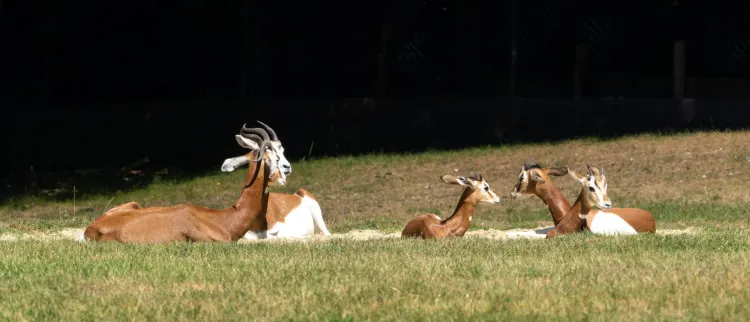 Family of Dama Gazelles