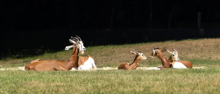 Dama Gazelle: Why Is It Endangered? 2 Family of Dama Gazelles