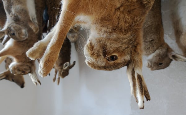 What Is The Hunter’s Role In Wildlife Conservation? 4 dead game rabbits