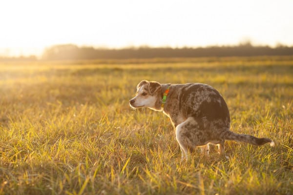 biodegradable dog poop bags