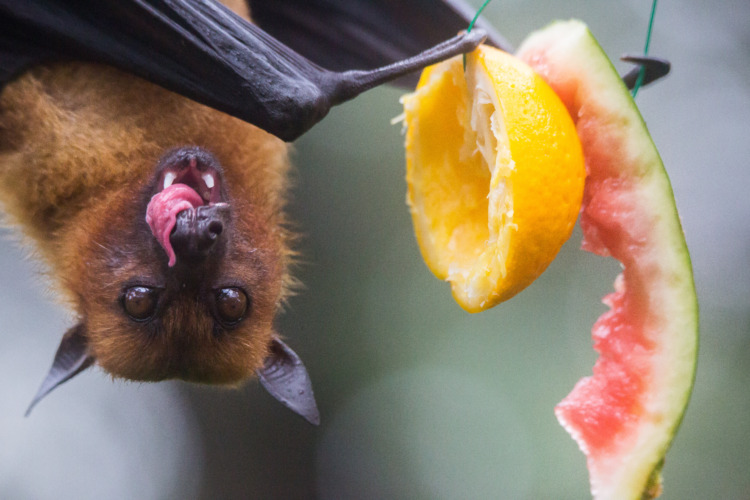 Fruit Bat Staring at Fruit