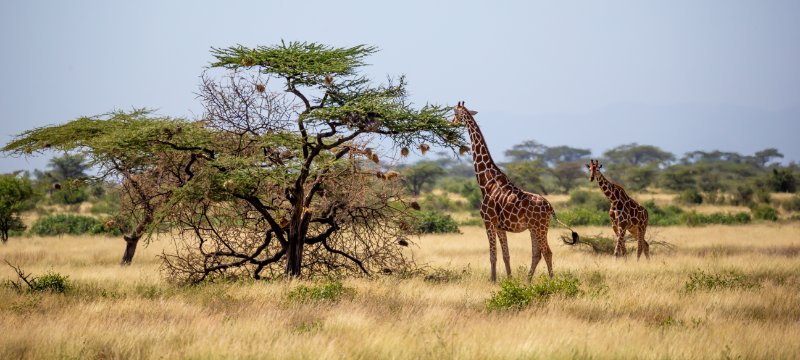 Giraffes eating the leaves from a tree