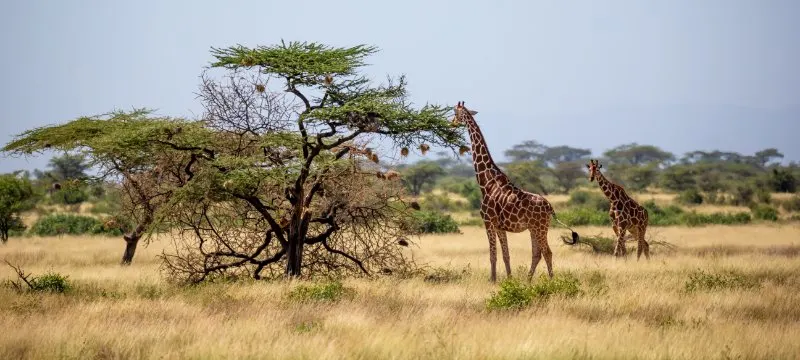 Importance of Wildlife Conservation: 17 Things to Know 3 Giraffes eating the leaves from a tree