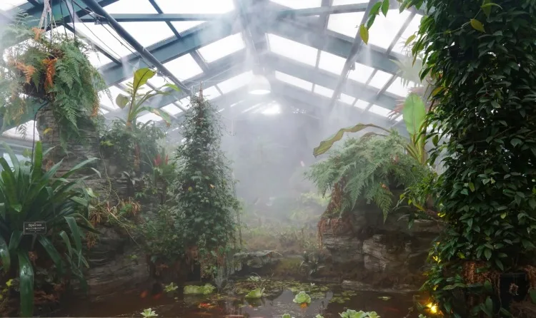 Automatic watering in a tropical greenhouse by sprinkling. Wet mist. Irrigation together with climate control system