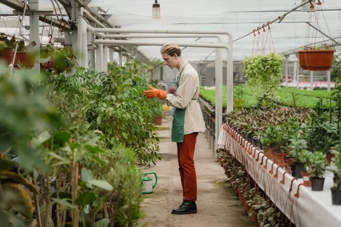 Commercial Greenhouse Cost: What is the Cost Per-Square Foot? 1 Man taking care of the plants in greenhouse