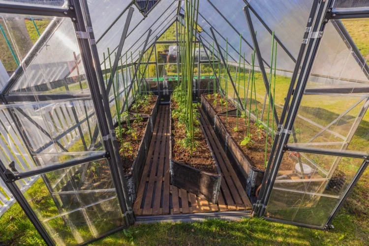 View of open greenhouse equipped with wooden floor with planted tomatoes and cucumbers