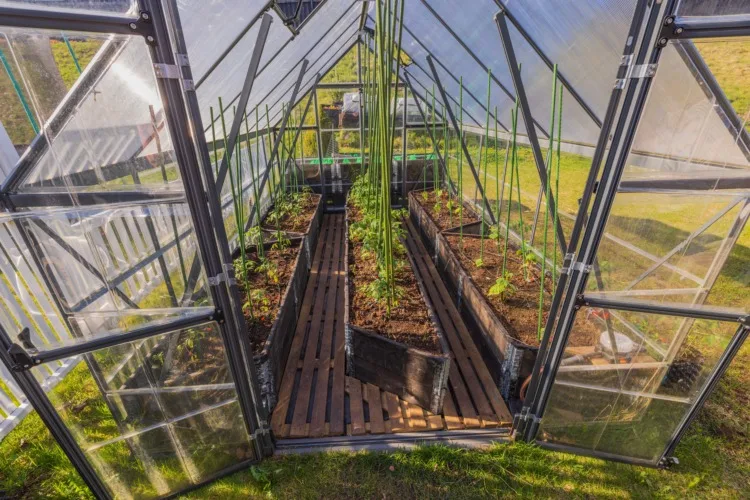 Commercial Greenhouse Cost: What is the Cost Per-Square Foot? 17 View of open greenhouse equipped with wooden floor with planted tomatoes and cucumbers