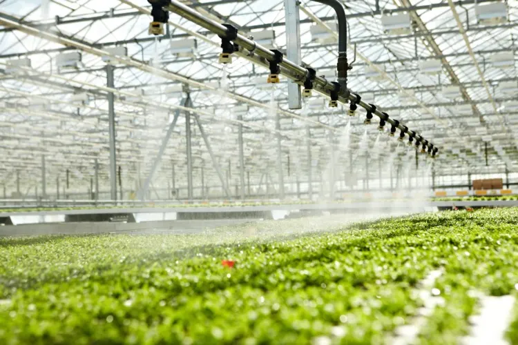 Greenhouse watering system in action