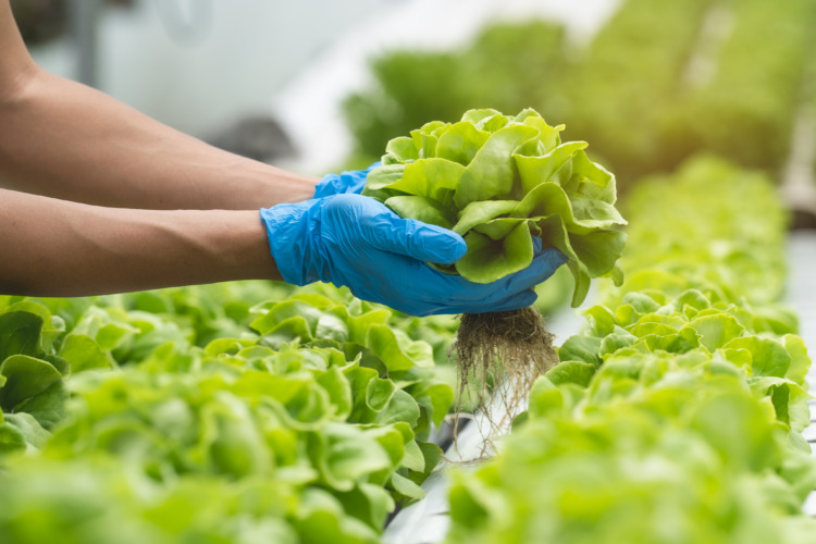 Close up view hands of farmer picking lettuce in hydroponic greenhouse