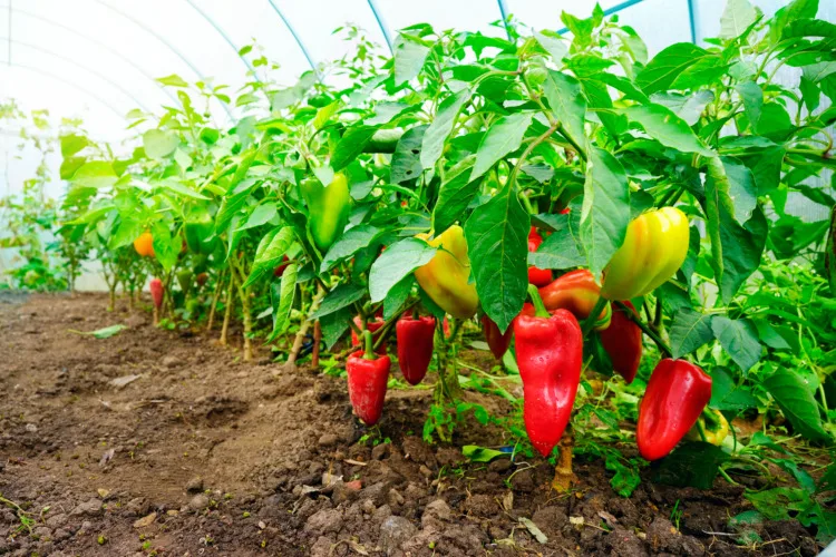 Growing sweet peppers in a greenhouse, photo with perspective. Fresh juicy red green and yellow peppers on the branches close-up