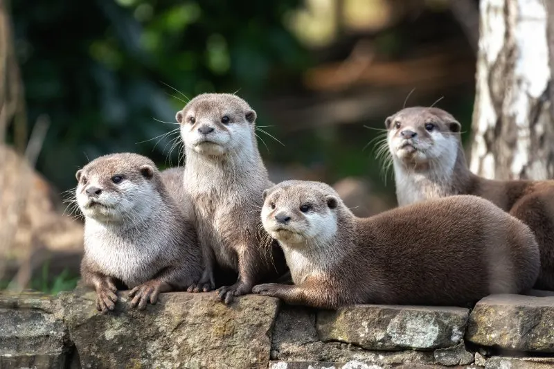 A Group of four attentive Oriental small-clawed otters