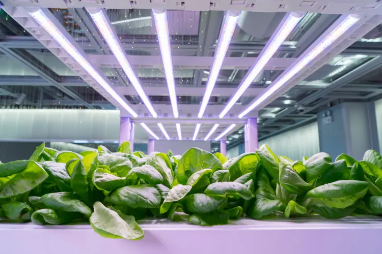 Commercial Greenhouse Cost: What is the Cost Per-Square Foot? 15 Organic hydroponic Brassica chinensis vegetable grow with LED Light Indoor farm,Agriculture Technology