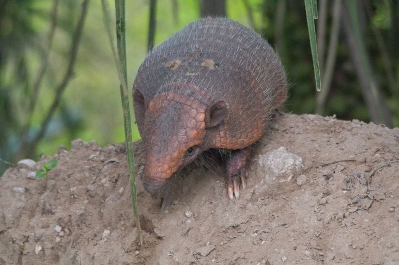 Hairy Long-Nosed Armadillo in the Wild