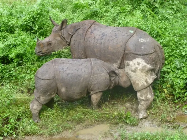 Indian Rhino Feeding Baby Indian Rhino