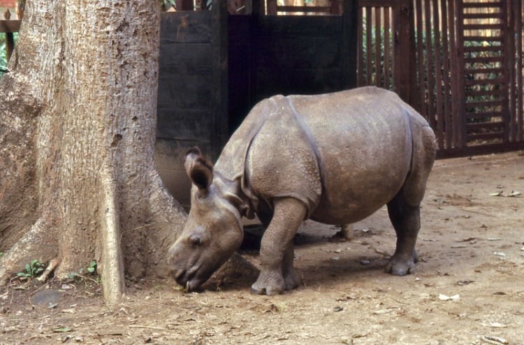 Indian Rhino in Captivity