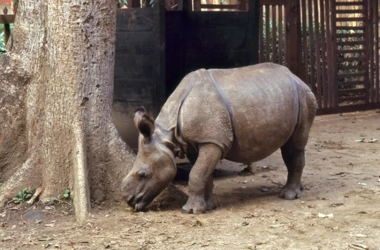 Indian Rhino: Is This Animal Endangered? 2 Indian Rhino in Captivity