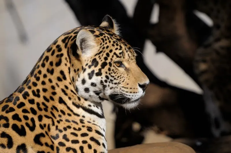 Close-Up of a Jaguar Face