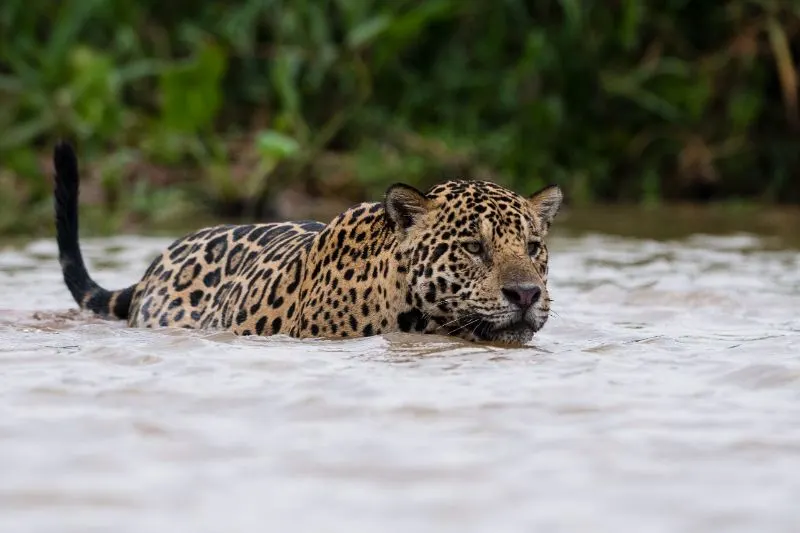 Jaguar Walking Through Water