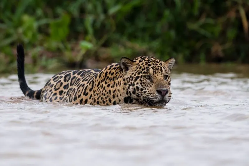 Jaguar Conservation Fund 5 Jaguar Walking Through Water