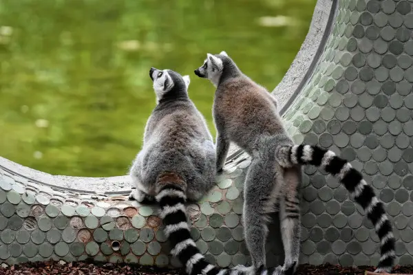 13 Best Wildlife Conservation Jobs | Environmental Careers to Consider 13 Best Wildlife Conservation Jobs | Environmental Careers to Consider