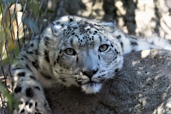 What is the Goal of Wildlife Conservation? 10 endangered leopard